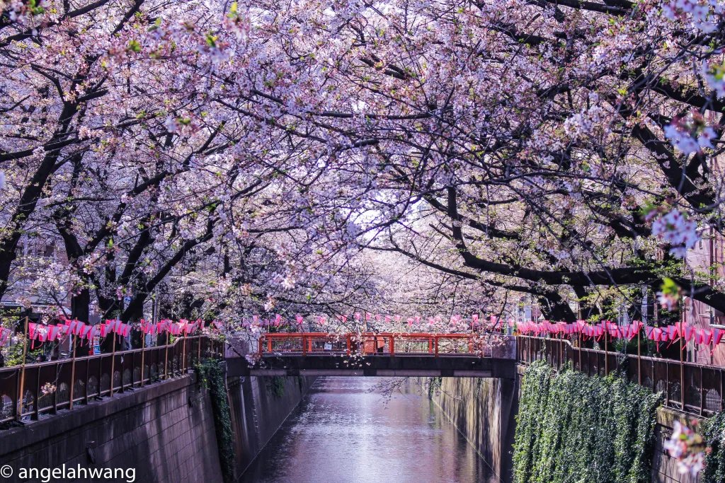 🌸 구마가야 벚꽃 제방(구마가야 사쿠라즈츠미) 이미지 10